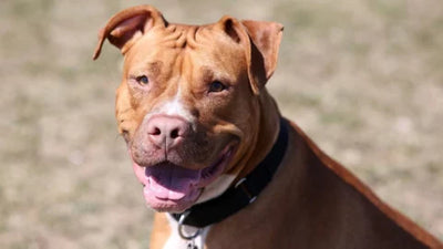 The Red Nose Pit Bull: Myths and Realities