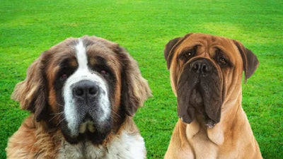 Saint Bermastiff: The St. Bernard Bullmastiff Mix