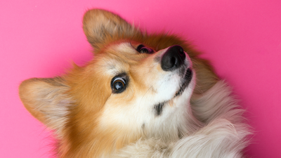 The Long-Haired Corgi: A Complete Guide To The Fluff!