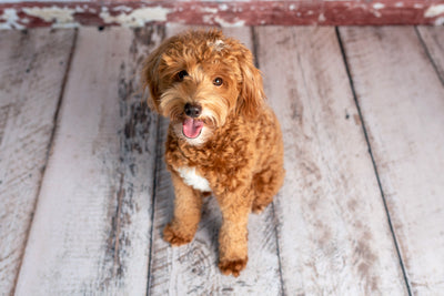 The Toy Goldendoodle: Your Complete Guide To The Miniature Marvel Of Cuteness