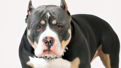 The XXL American Bully: Your Guide To the Biggest And Toughest Bully Breed