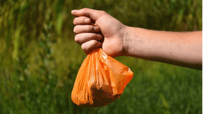 How to Store Dog Poop Until Garbage Day: Keep Yard Clean