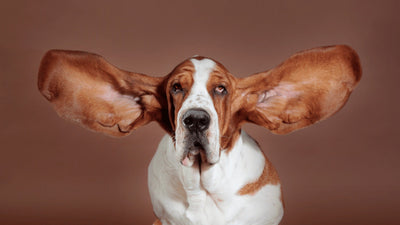 Why Are My Dog’s Ears Hot? Causes and Solutions Explained