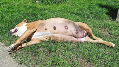 Why Are My Dog’s Nipples Swollen After Heat? Explained