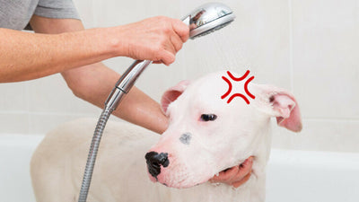 Why Do Dogs Go Crazy After a Bath?