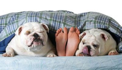 Why Does My Dog Lick My Feet? Exploring the Reasons Behind This Odd Behavior