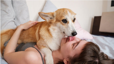 Why Do Dogs Lick Noses? Understanding Canine Behavior