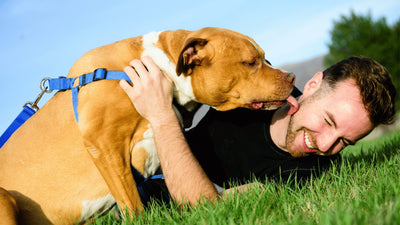 Why Does My Dog Nibble My Ear? 9 Common Reasons