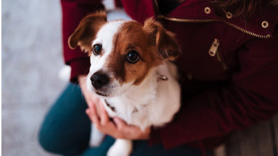 Why Does My Dog Sit On Me? 8 Reasons Dogs Like To Sit On Your Lap