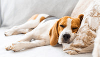 Why Does My Dog Whimper in His Sleep? Understanding Your Pup's Resting Noises