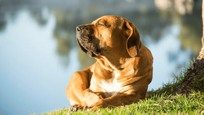 Why Dogs Sunbathe: 6 Reasons & Risks You Should Know