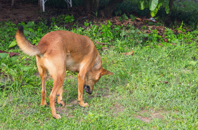 Why Is My Dog Dry Heaving? Common Causes and What to Do