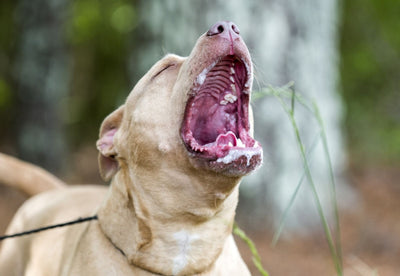 Why Is My Dog Foaming at the Mouth? Causes & Treatment