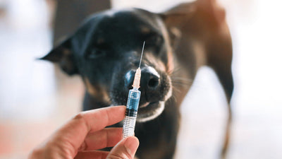 Why Is My Dog Shaking After Shots? Vaccine Reactions Explained