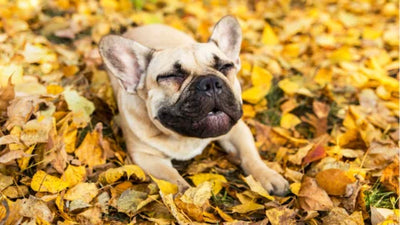 Why Is My Dog Sneezing So Much? Everything You Need To Know