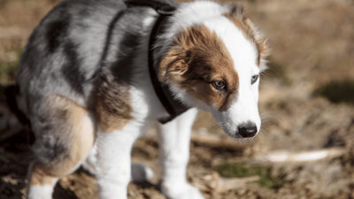 Why Is My Dog’s Poop White? Causes and When to Worry