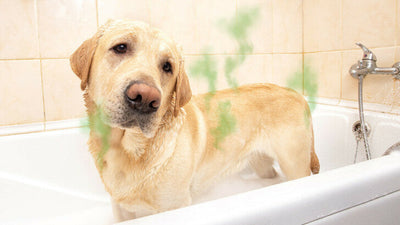 5 Reasons Your Dog Stinks Even After a Bath