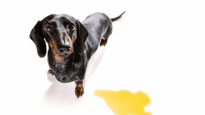 Why is My Dog’s Pee Orange? 9 Causes for Concern