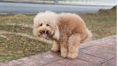 Why is My Dog’s Poop Yellow? 9 Reasons & When to Worry