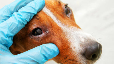 Dog Eye Allergies: Causes, Symptoms, and How to Treat Them