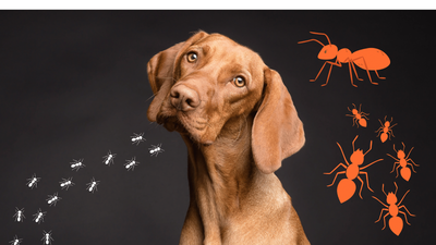 How to Identify and Treat Ant Bites on Dogs: Quick Guide