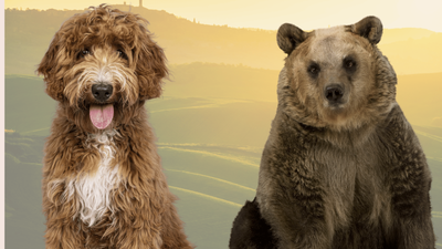 Are Bears Related to Dogs? Discovering the Surprising Truth