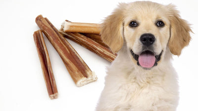 Are Bully Sticks Safe for Puppies? Risks and Benefits