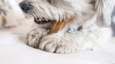 Are Collagen Sticks Safe for Dogs? Unveiling the Truth About Canine Chews