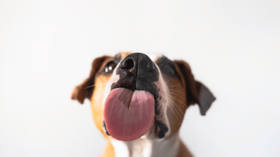 Are Dogs’ Tongues Clean? Exploring the Facts