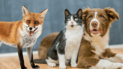 Are Foxes Cats or Dogs? The Definitive Answer