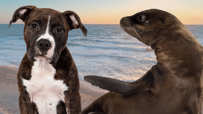 Are Seals Related to Dogs? The Surprising Answer Revealed