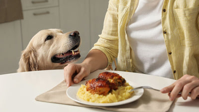 Begging Dog Behavior: Understanding Why Canines Plead for Your Plate