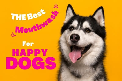 The Best Dog Mouthwash for Fresh Breath and Happy Tails in 2024