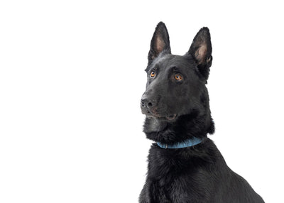 Black Belgian Malinois: Your Guide To The Ultimate Working Dog