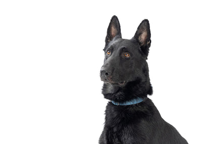 Belgian Malinois: Guide to the Ultimate Working Dog Breed