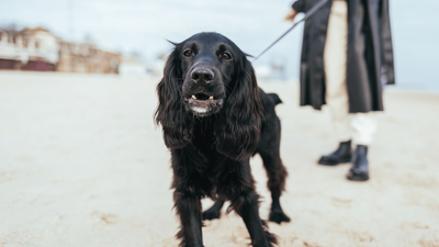Black Cocker Spaniel: A Guide to This Popular Breed's Darkest Color