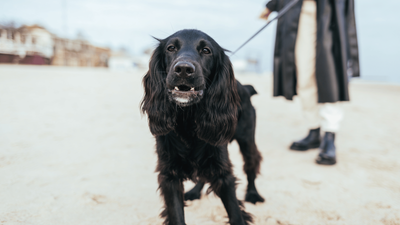 Black Cocker Spaniel: Guide to This Popular Dark Dog Breed