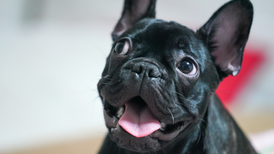 Black French Bulldog: Facts About This Charming Breed