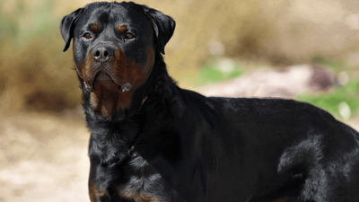 The Black Rottweiler: Does It Exist & Can You Get One?