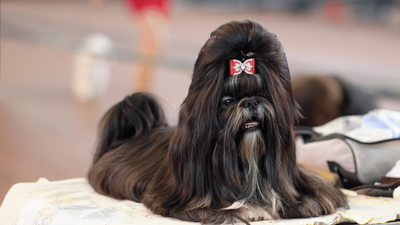 Black Shih Tzu: Characteristics, Temperament, and Care