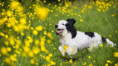 Black and White Cocker Spaniel: Traits and Care Guide