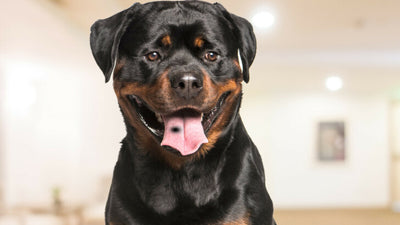 What Does A Black Spot On Your Dog's Tongue Mean?