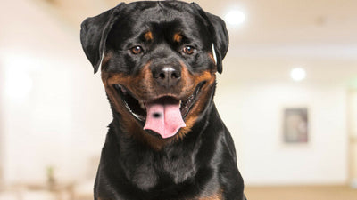 What Does A Black Spot On Your Dog’s Tongue Mean?