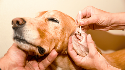 Black Stuff in Dog's Ear? Causes, Diagnosis, and Treatment