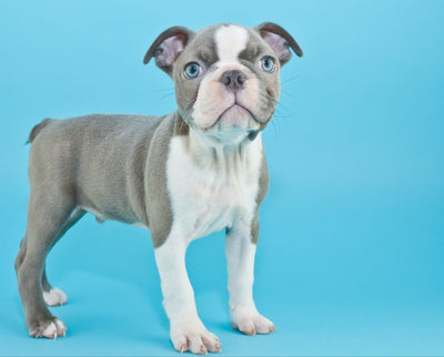 Blue Boston Terrier: Facts About This Rare Color Variation