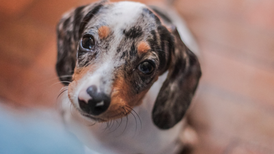 Blue Dachshunds: Rare & Enchanting Hues in a Beloved Breed