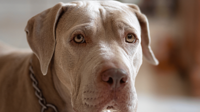 Blue Fawn Pitbull: Characteristics, Temperament, and Care