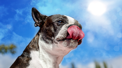 Brindle Boston Terrier: Unique Coat Pattern Explained