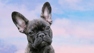 Brindle French Bulldog: Traits, Personality & Care Guide