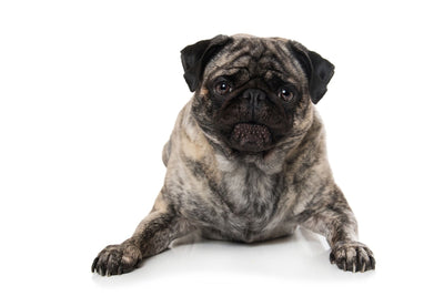 Brindle Pug: Characteristics, Care, and Training Tips